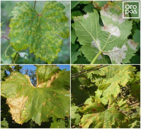 Ввредители и болезни винограда с описанием и фотографиями - Vinograd-Loza